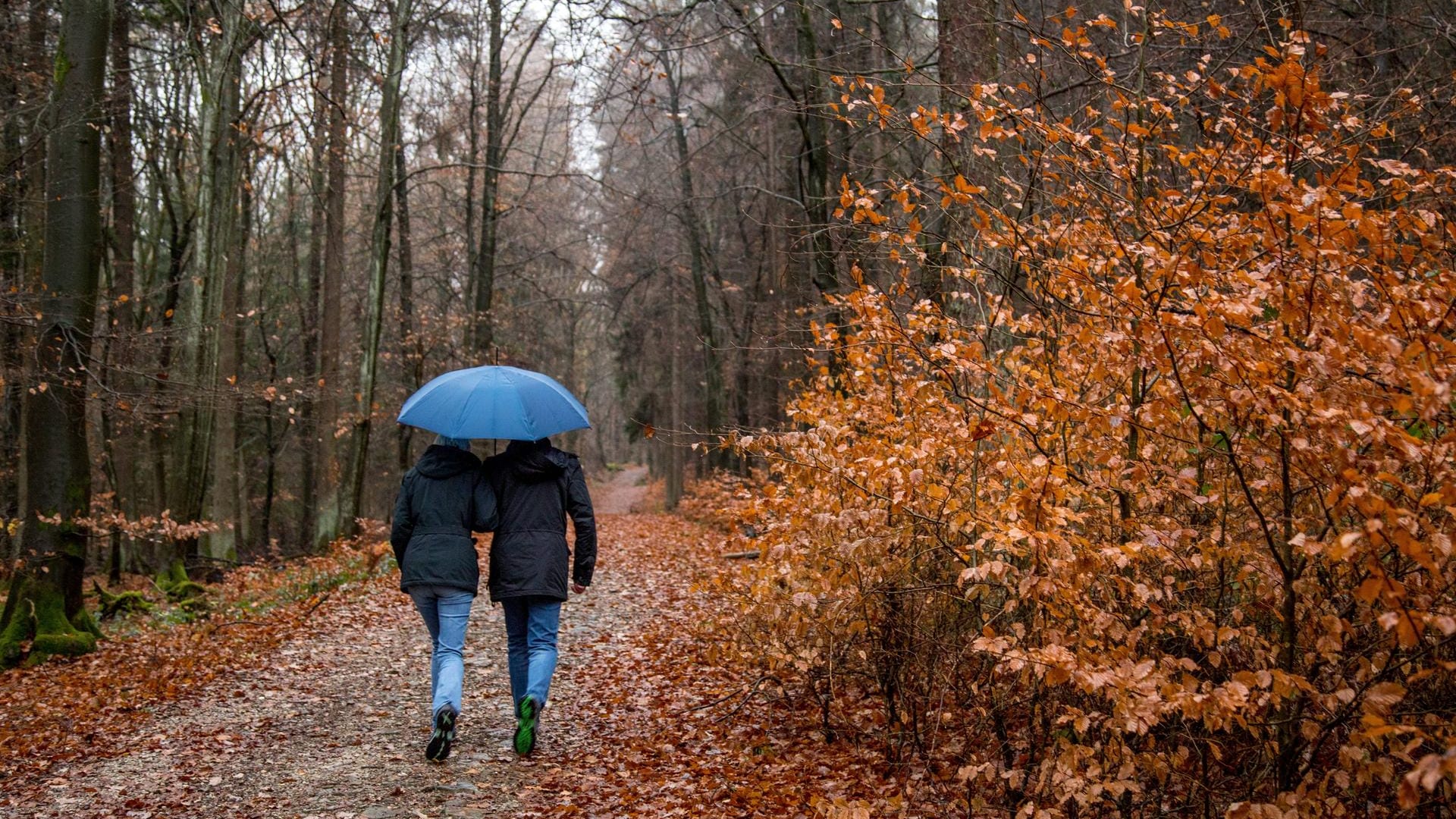Herbstspaziergang durch den Wald: Die Blätter fallen, es wird kühler – der Herbst ist da.