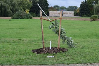 Der zerstörte Gedenkbaum: Enver Simsek war das erste Mordopfer der Neonazi-Terrorzelle.