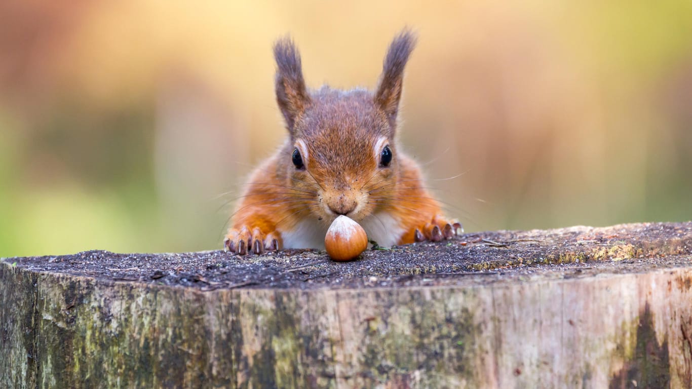 Eichhörnchen: Die roten Nager können teilweise sehr zutraulich sein.