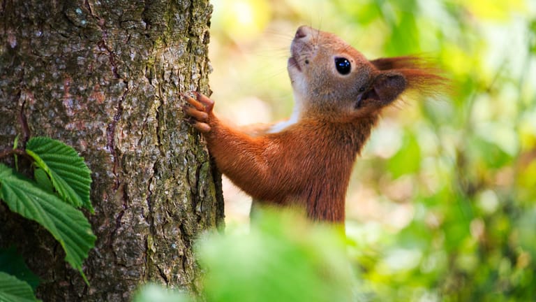 Eichhörnchen im Wald: Die Wildtiere leben vor allem in Laub- und Mischwäldern, aber auch in Parks.