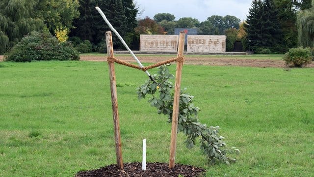Die von Unbekannten abgesägte deutschen Eiche im Schwanenteichpark. Die von Unbekannten abgesägte deutschen Eiche im Schwanenteichpark.
