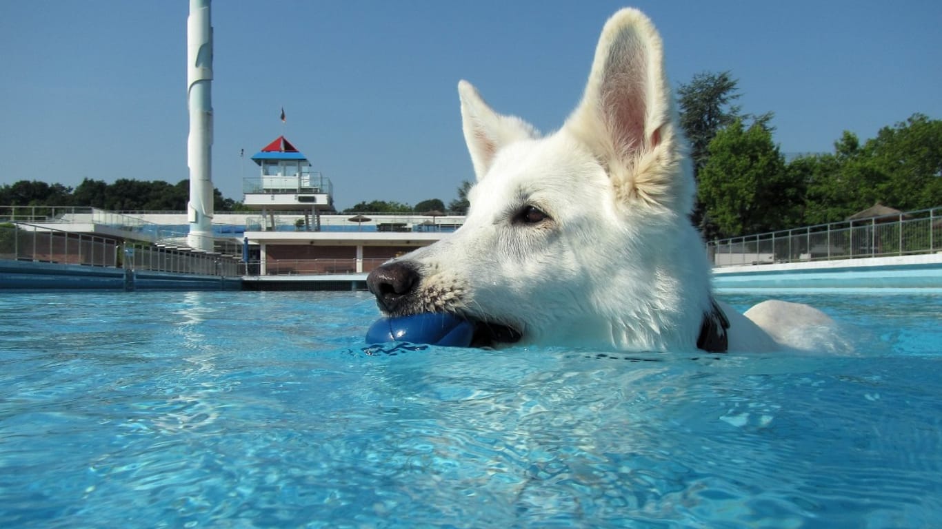 Ein Hund badet im Grugabad: Auch am Sonntag kommen die Tiere im Essener Freibad wieder voll auf ihre Kosten.