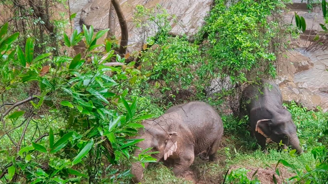 Thailand: Zwei Elefanten beim Wasserfall, der sechs ihrer Artgenossen das Leben kostete.