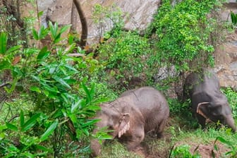 Thailand: Zwei Elefanten beim Wasserfall, der sechs ihrer Artgenossen das Leben kostete.