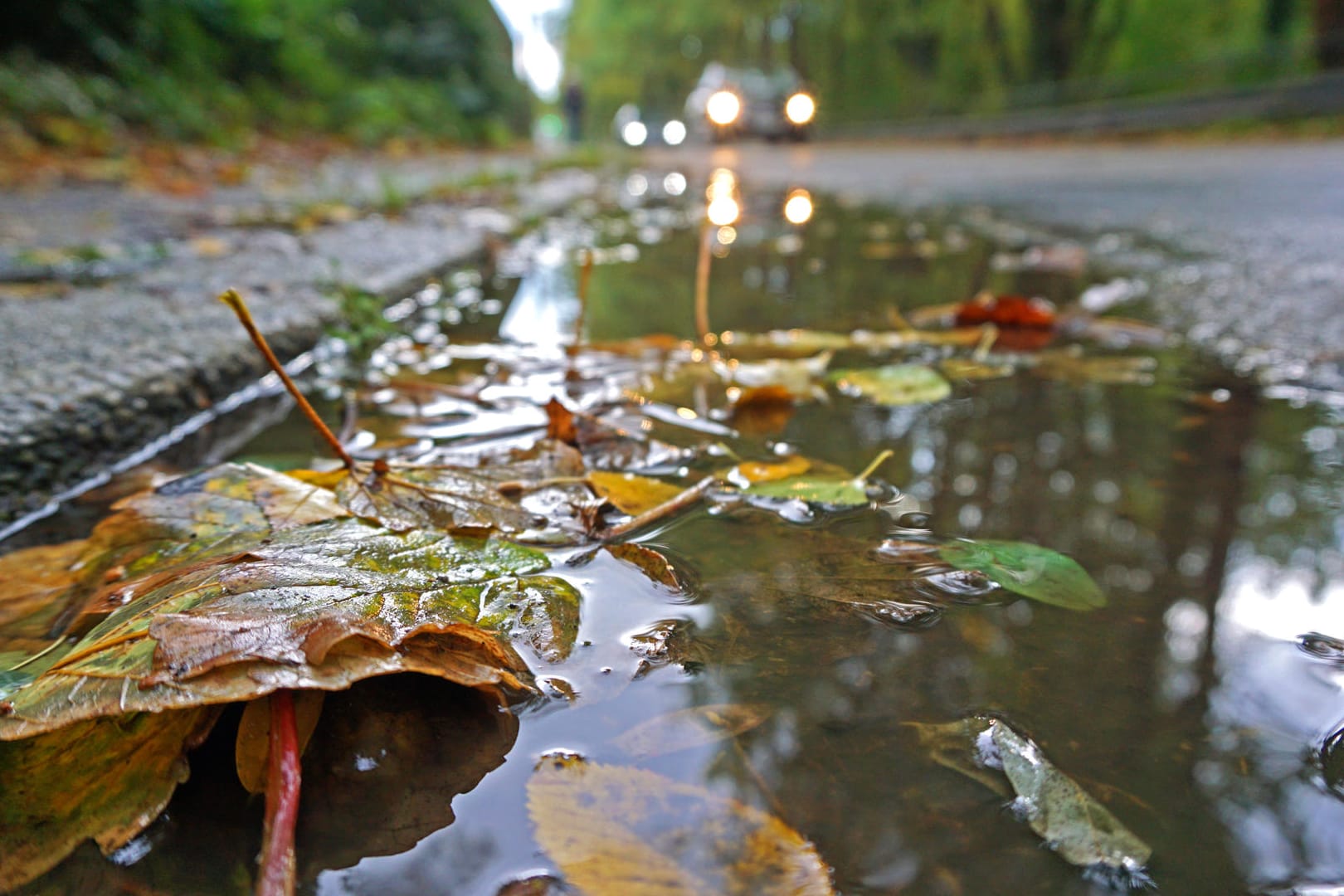 Herbstlaub in Pfütze: Der Wochenbeginn wird regnerisch. (Symbolbild)