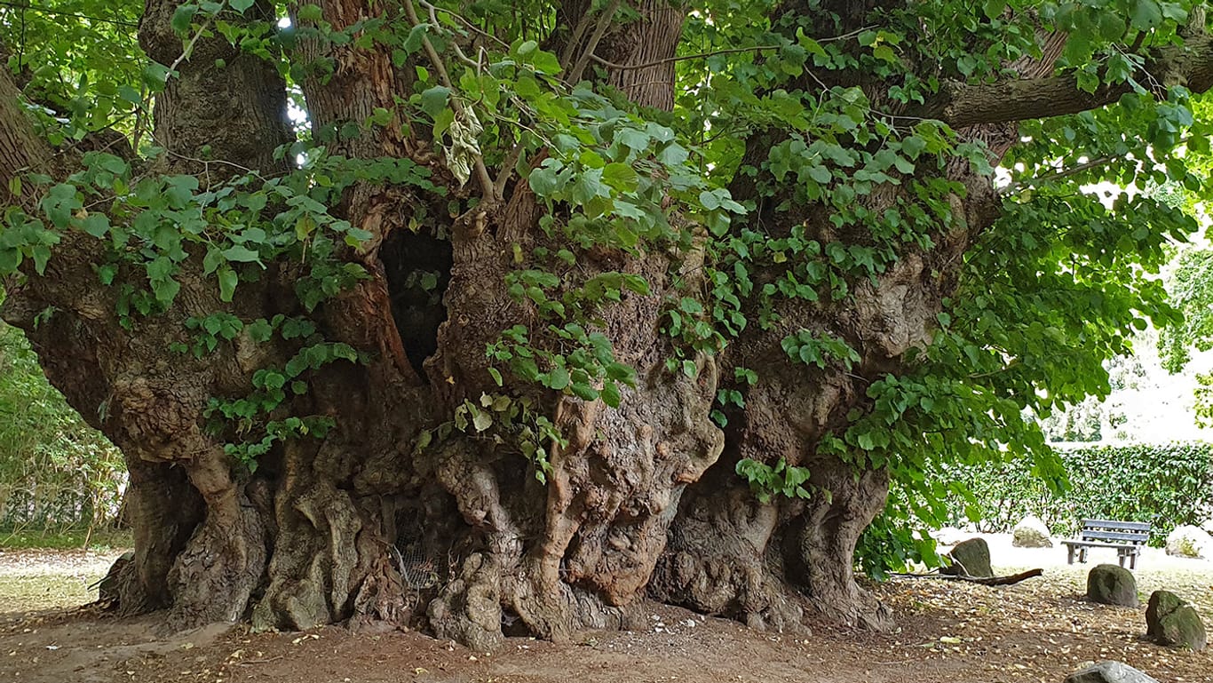 Sommer-Linde: Der Baum ist mit 17 Metern Stammumfang der dickste vollstämmige Baum Deutschlands und mit einem Alter von etwa 600 bis 800 Jahren ein seltenes Exemplar der langlebigen Baumarten.