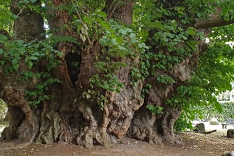 Sommer-Linde: Der Baum ist mit 17 Metern Stammumfang der dickste vollstämmige Baum Deutschlands und mit einem Alter von etwa 600 bis 800 Jahren ein seltenes Exemplar der langlebigen Baumarten.