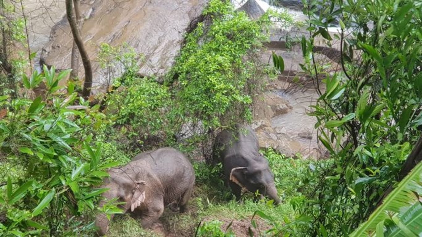 Zwei Elefanten am Rande des Wasserfalls im Khao Yai Nationalpark.