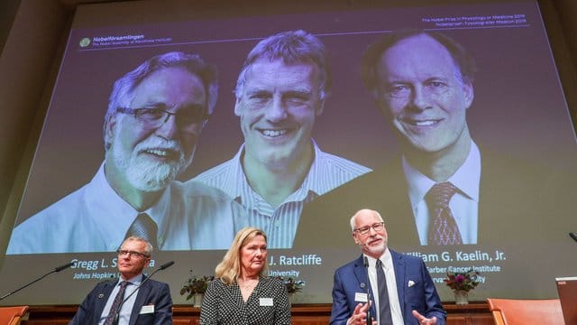 Das Nobelkomitee in Stockholm präsentiert die Medizin-Nobelpreisträger: Gregg Semenza (auf Leinwand l-r), Peter Ratcliffe und William Kaelin.