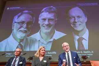 Das Nobelkomitee in Stockholm präsentiert die Medizin-Nobelpreisträger: Gregg Semenza (auf Leinwand l-r), Peter Ratcliffe und William Kaelin.