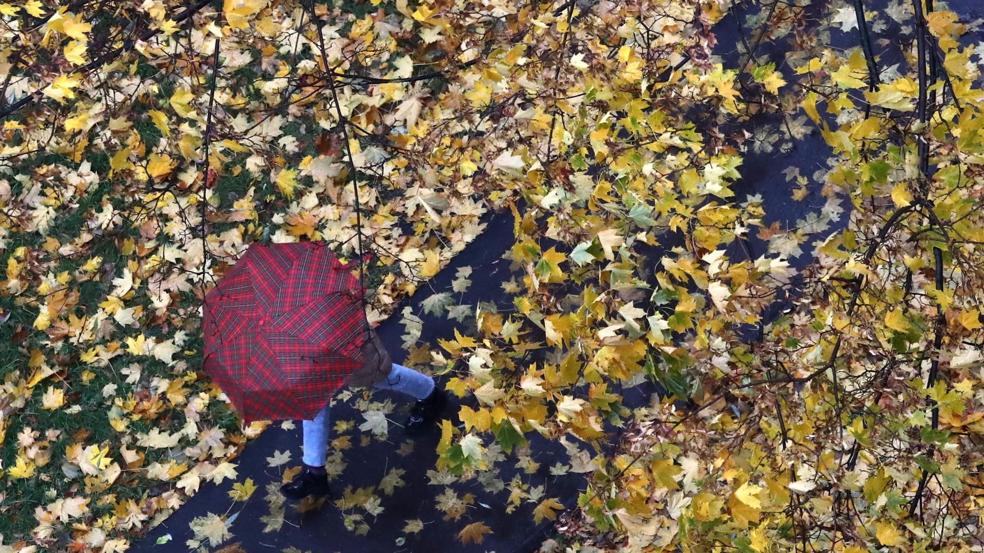 Ein Spaziergänger mit Regenschirm im Park: Das Wetter in den kommenden Tagen wird ungemütlich. Ein Spaziergänger mit Regenschirm im Park: Das Wetter in den kommenden Tagen wird ungemütlich.
