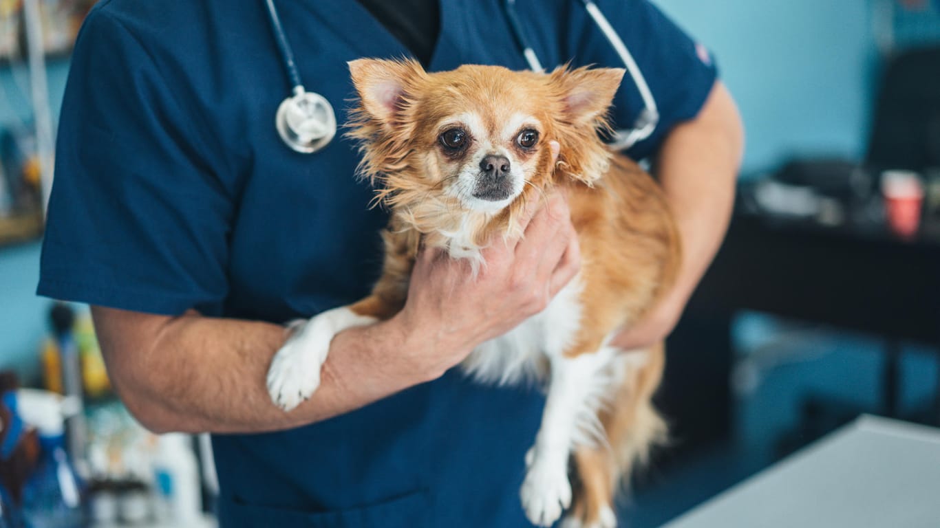 Tierarzt hält einen Hund: Wird die Zuckerkrankheit frühzeitig erkannt, kann er betroffene Tiere gut therapieren.