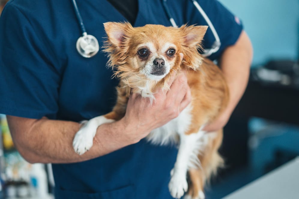 Tierarzt hält einen Hund: Wird die Zuckerkrankheit frühzeitig erkannt, kann er betroffene Tiere gut therapieren.