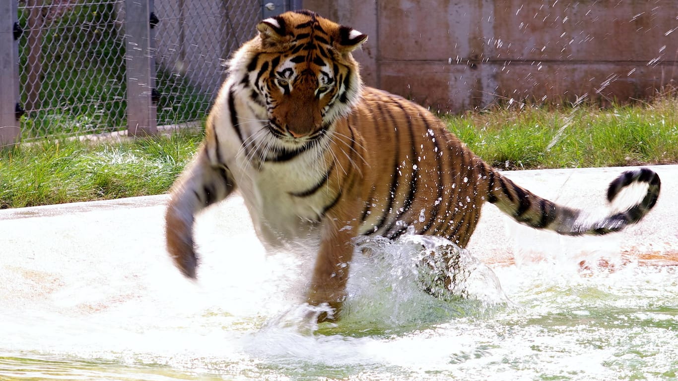 Tigerdame Cara: Die Großkatze lebt in einer Auffangstation der Tierschutzorganisation Vier Pfoten.