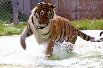 Tigerdame Cara: Die Großkatze lebt in einer Auffangstation der Tierschutzorganisation Vier Pfoten.