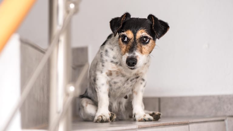 Hund auf der Treppe: Viele Hunde laufen nicht gerne Treppenstufen hoch – für manche ist es sogar schädlich.