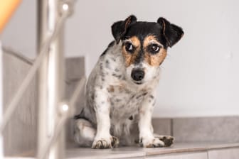 Hund auf der Treppe: Viele Hunde laufen nicht gerne Treppenstufen hoch – für manche ist es sogar schädlich.