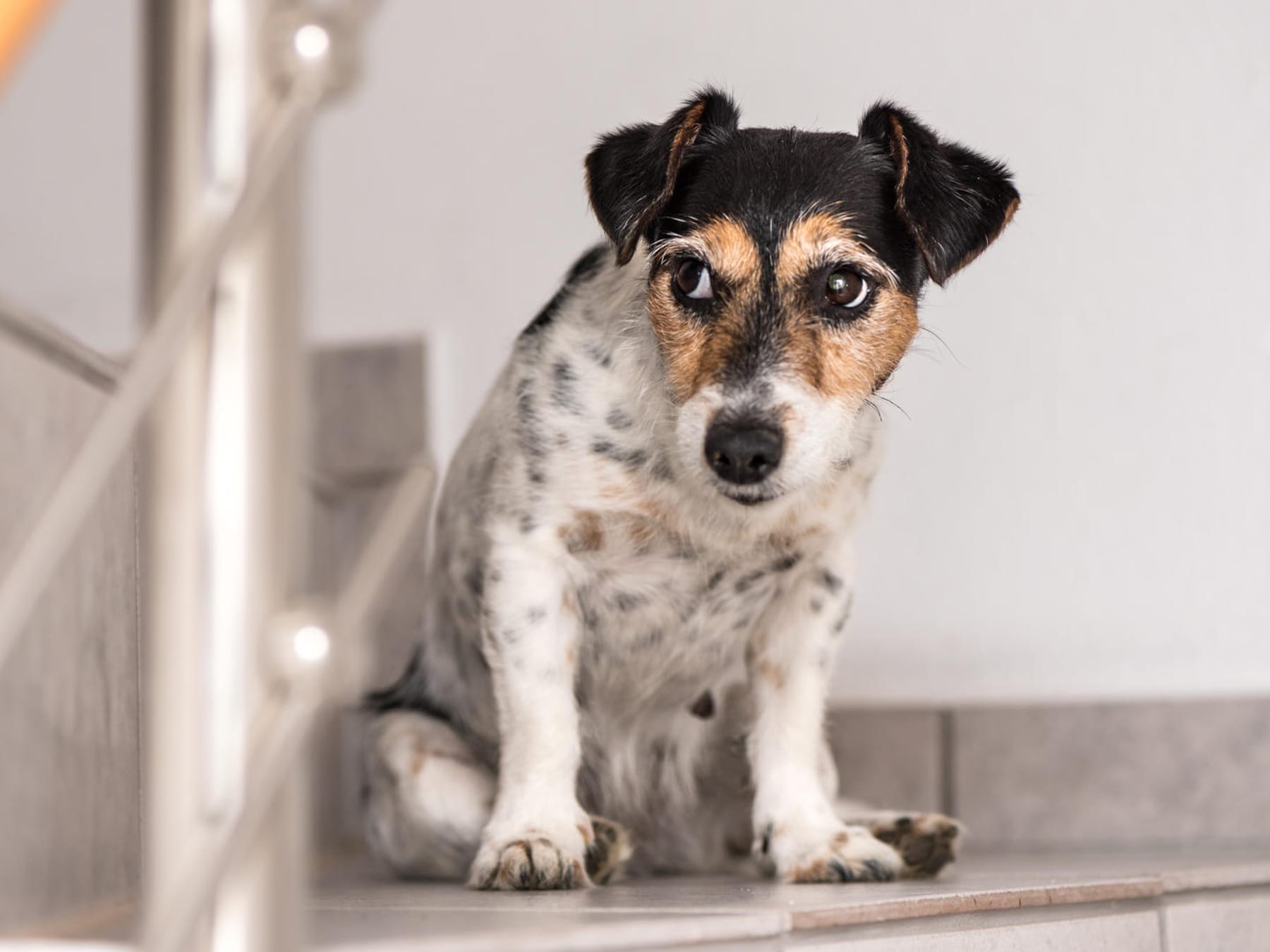 Gesundheitsgefahr: Hunde sollten keine Treppen steigen