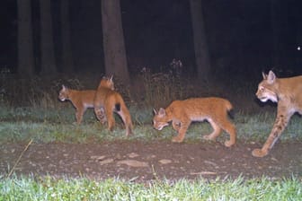 Eine Luchsmutter und ihre drei Jungtiere: 2015 wurde das letzte Mal Luchsnachwuchs in Thüringen gesichtet.