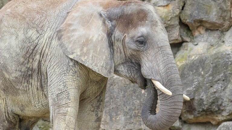 Afrikanischer Elefant (Symbolbild): In der Wildnis leben die Tiere in Herden – Naima war die letzte ihrer Art im Zoo von Gizeh.