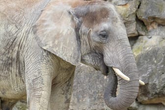 Afrikanischer Elefant (Symbolbild): In der Wildnis leben die Tiere in Herden – Naima war die letzte ihrer Art im Zoo von Gizeh.