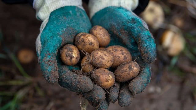 Frisch geerntete Kartoffeln, die sonst auf dem Acker geblieben wären.