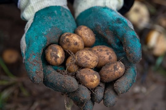 Frisch geerntete Kartoffeln, die sonst auf dem Acker geblieben wären.