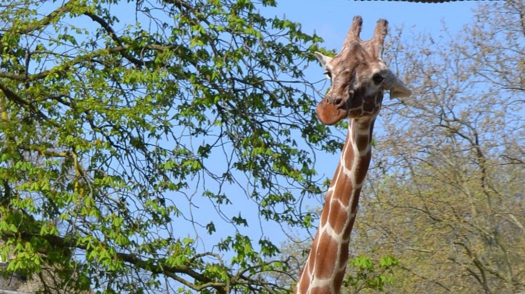 Die Netzgiraffe Monique in ihrem Gehege im Frankfurter Zoo: Jetzt musste das Tier eingeschläfert werden. Die Netzgiraffe Monique in ihrem Gehege im Frankfurter Zoo: Jetzt musste das Tier eingeschläfert werden.
