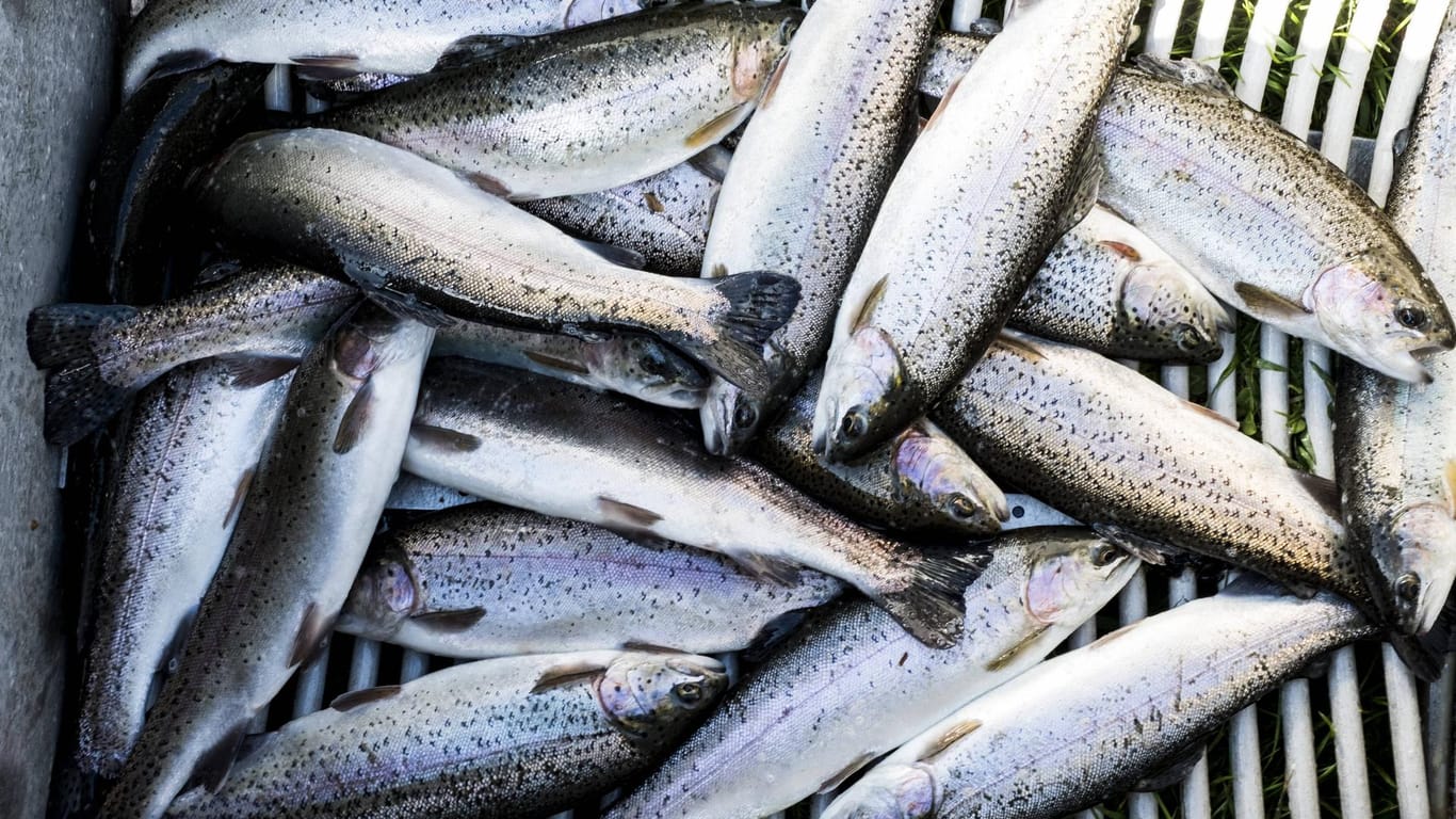 Forellen (Symbolbild): In Spiegelberg sind Hunderte Fische getötet worden.