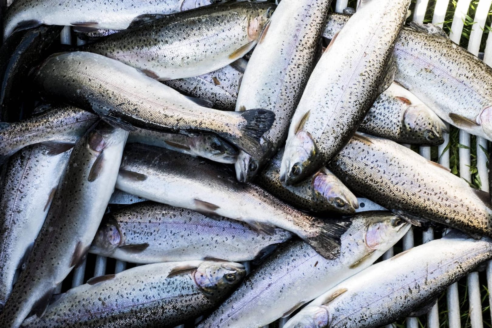 Forellen (Symbolbild): In Spiegelberg sind Hunderte Fische getötet worden.
