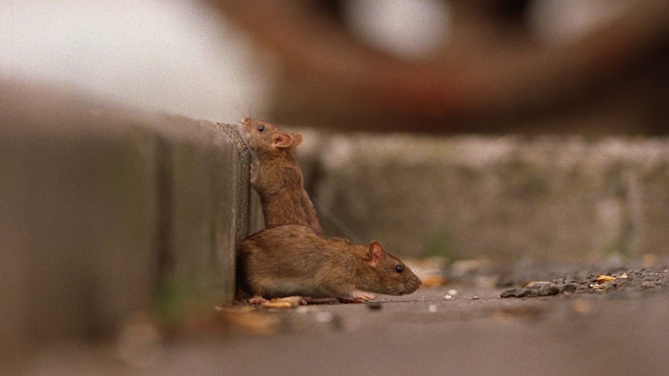 Ratten am Bordstein: Sie sind bevorzugte Wirte für den Rattenlungenwurm.