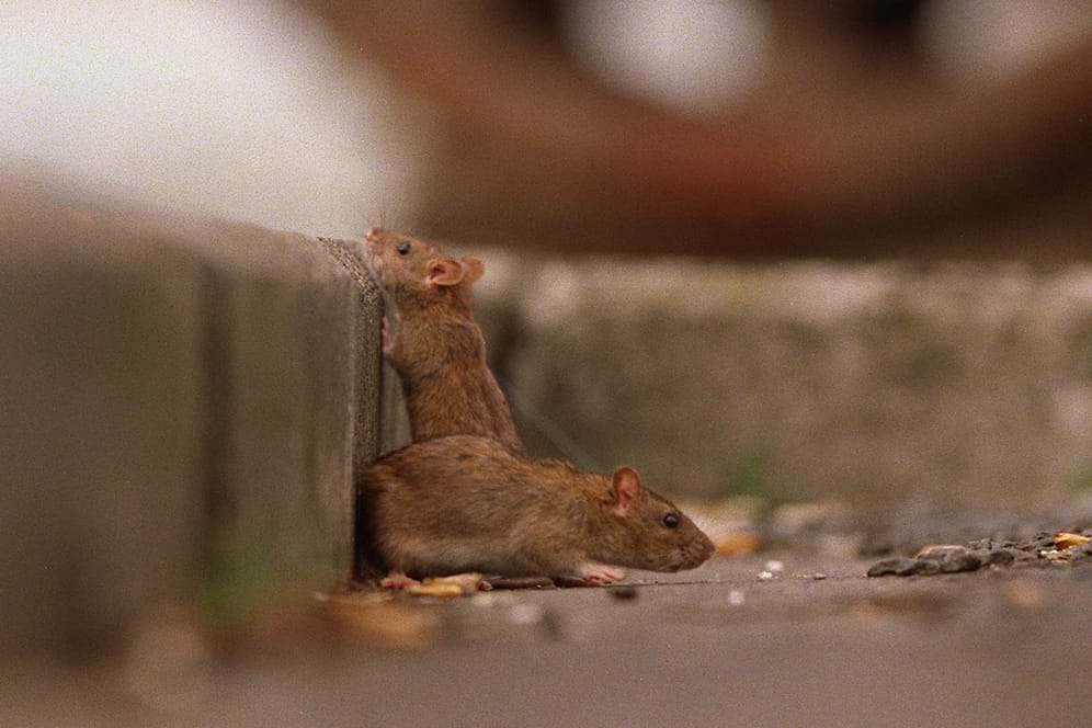 Ratten am Bordstein: Sie sind bevorzugte Wirte für den Rattenlungenwurm.