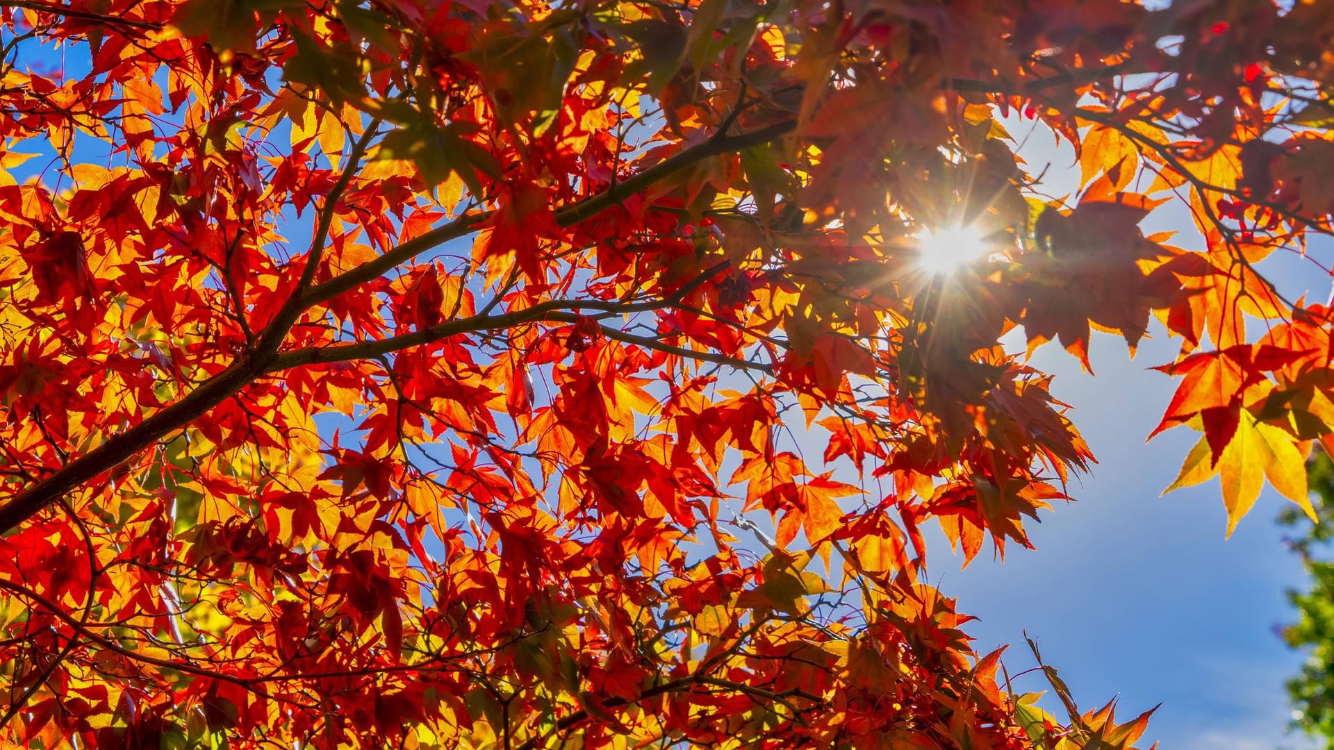 Die Sonne scheint durch einen herbstlichen Baum: Nach einer Kaltfront kommen jetzt wieder einige milde Tage.