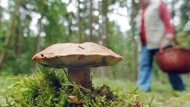 Eine Frau geht nahe dem niederbayerischen Wiesenfelden an einem Maronenröhrling-Pilz vorbei.