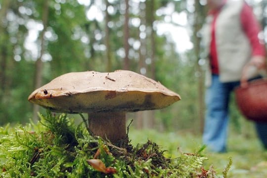 Eine Frau geht nahe dem niederbayerischen Wiesenfelden an einem Maronenröhrling-Pilz vorbei.