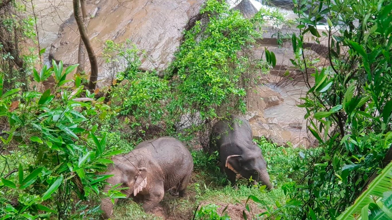 Zwei Elefanten am Rande Wasserfalls im Khao-Yai Nationalpark: Zunächst wurde nur von sechs toten Tieren ausgegangen.