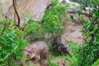 Zwei Elefanten am Rande Wasserfalls im Khao-Yai Nationalpark: Zunächst wurde nur von sechs toten Tieren ausgegangen.