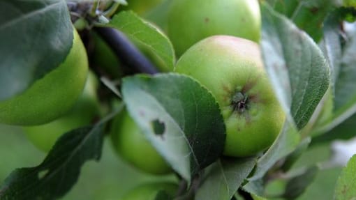 Apfelbaum: Frostunempfindliche Obstbäume wie der Apfelbaum lassen sich noch im Herbst pflanzen.