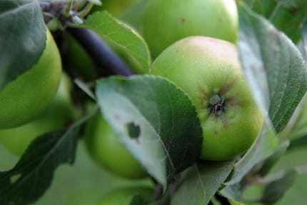 Apfelbaum: Frostunempfindliche Obstbäume wie der Apfelbaum lassen sich noch im Herbst pflanzen.