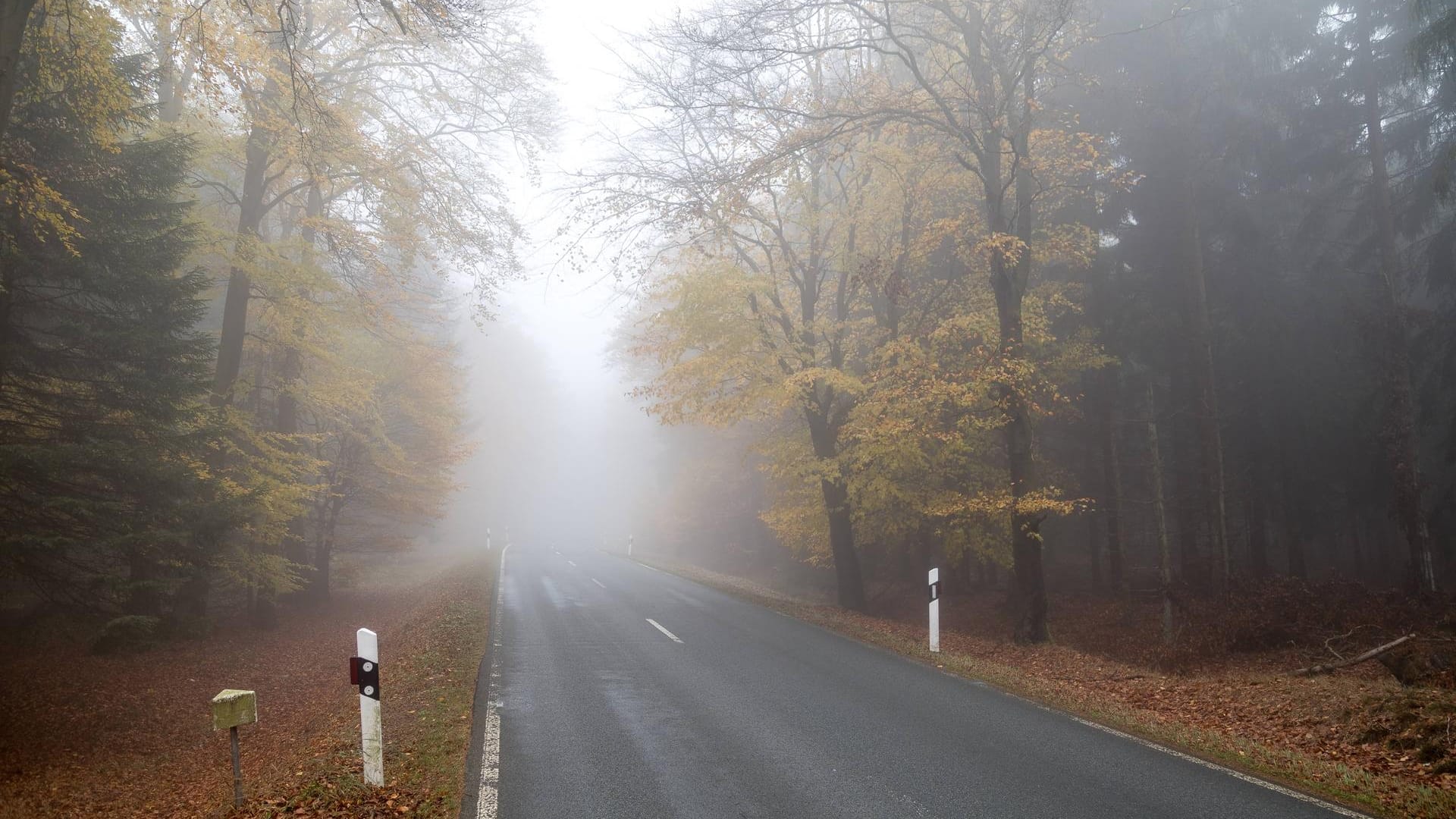 Herbstwald im Nebel: Eine angepasste Geschwindigkeit ist stets wichtig, unabhängig davon, ob Sie die Strecke gut kennen oder zum ersten Mal fahren.