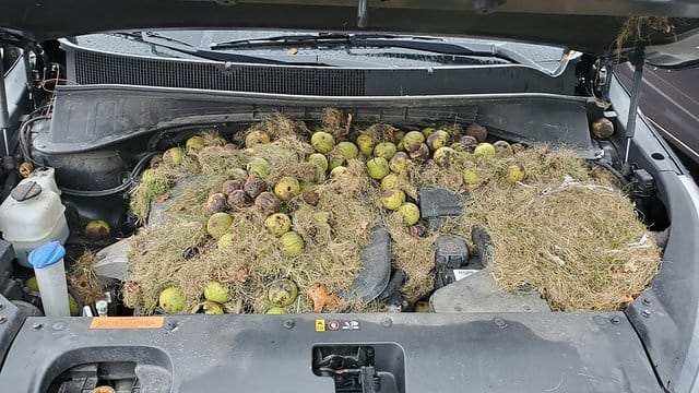 Dieses von Chris Persic zur Verfügung gestellte Foto zeigt die Motorhaube seines Autos: Eichhörnchen hatten mehr als 200 Walnüsse und Gras gehortet. Dieses von Chris Persic zur Verfügung gestellte Foto zeigt die Motorhaube seines Autos: Eichhörnchen hatten mehr als 200 Walnüsse und Gras gehortet.