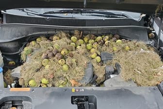 Dieses von Chris Persic zur Verfügung gestellte Foto zeigt die Motorhaube seines Autos: Eichhörnchen hatten mehr als 200 Walnüsse und Gras gehortet.