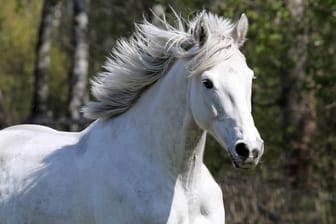 Ein Pferd im Galopp: Bei einem Unfall kam ein Tier ums Leben. (Symbolbild)