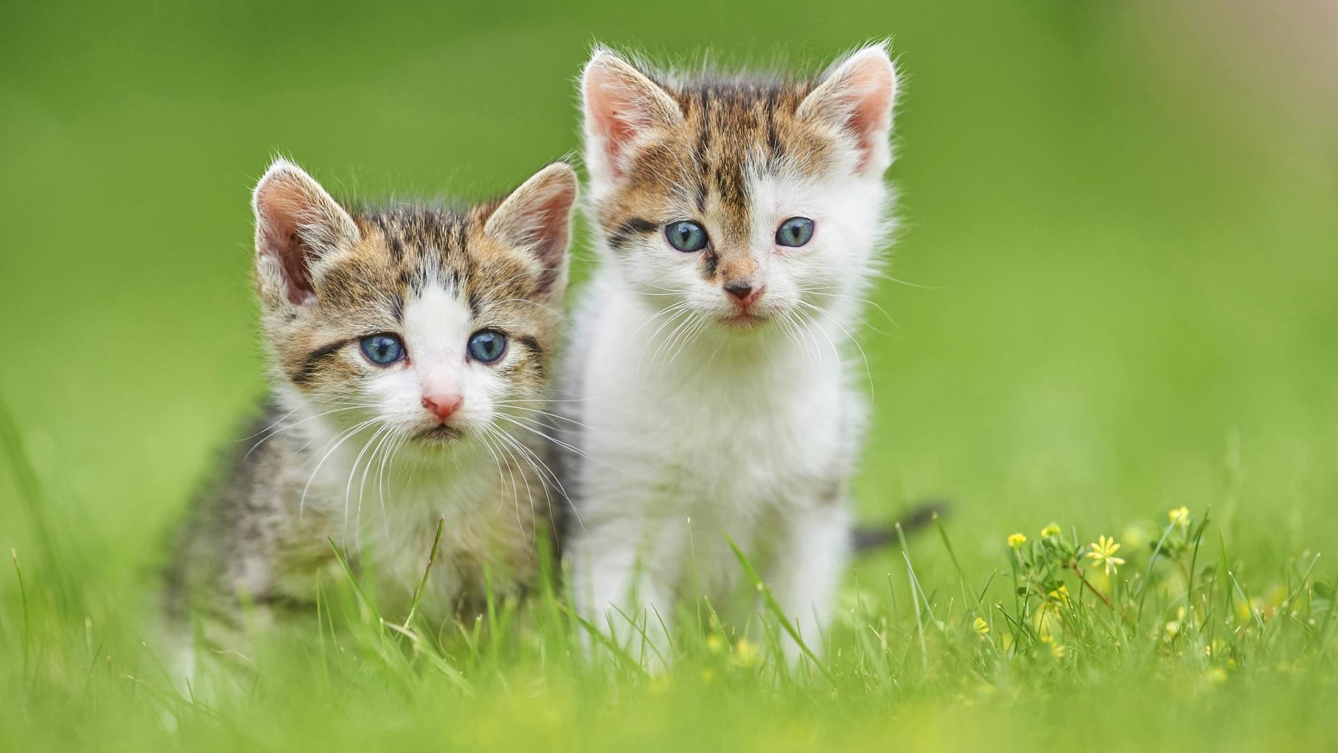 Zwei Katzenbabys: In Niedersachsen wurden sechs Tiere getötet. (Symbolbild)