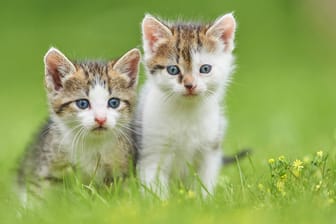 Zwei Katzenbabys: In Niedersachsen wurden sechs Tiere getötet. (Symbolbild)