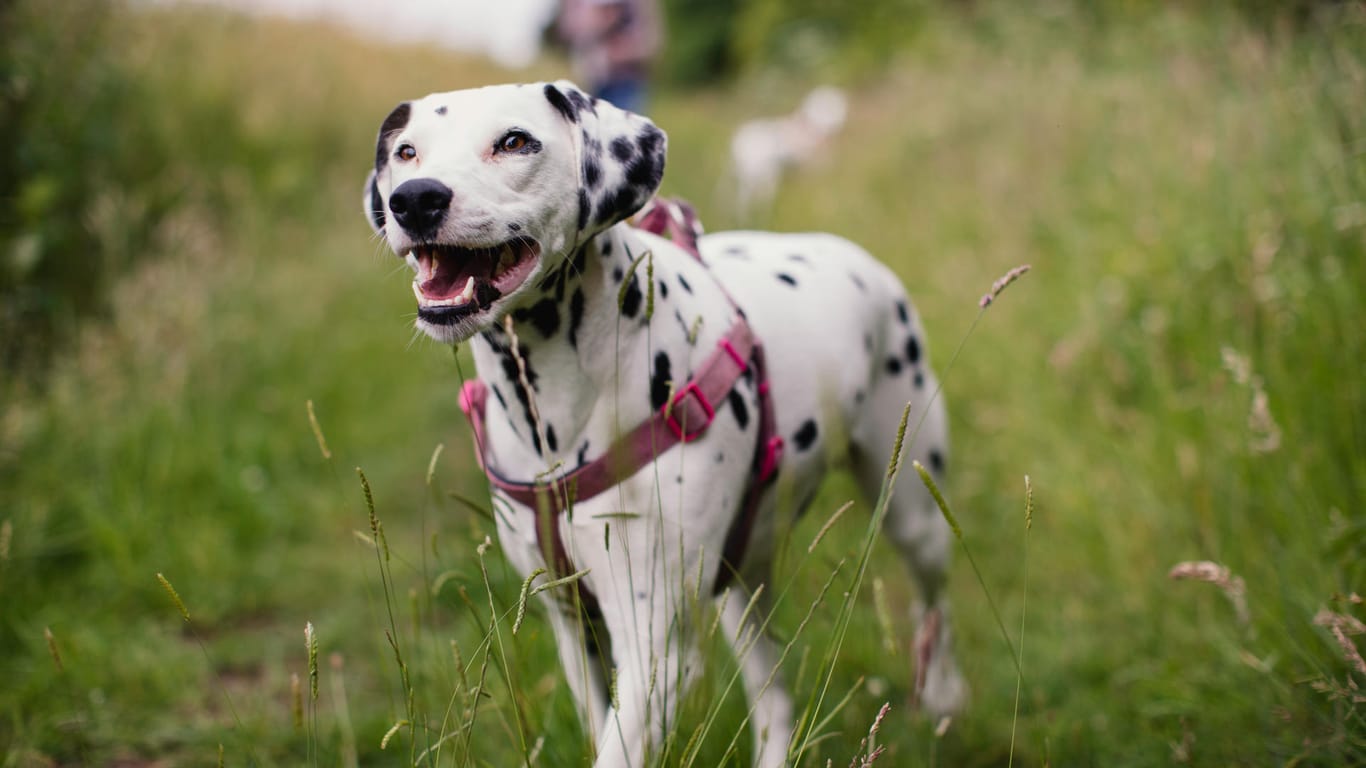 Dalmatiner mit Hundegeschirr: Für besonders "zerrfreudige" Hunde ist das Hundegeschirr eine gute Alternative zum Halsband.