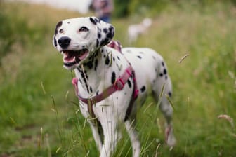 Dalmatiner mit Hundegeschirr: Für besonders "zerrfreudige" Hunde ist das Hundegeschirr eine gute Alternative zum Halsband.