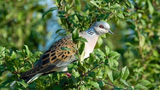 Die Turteltaube ist "Vogel des Jahres 2020".