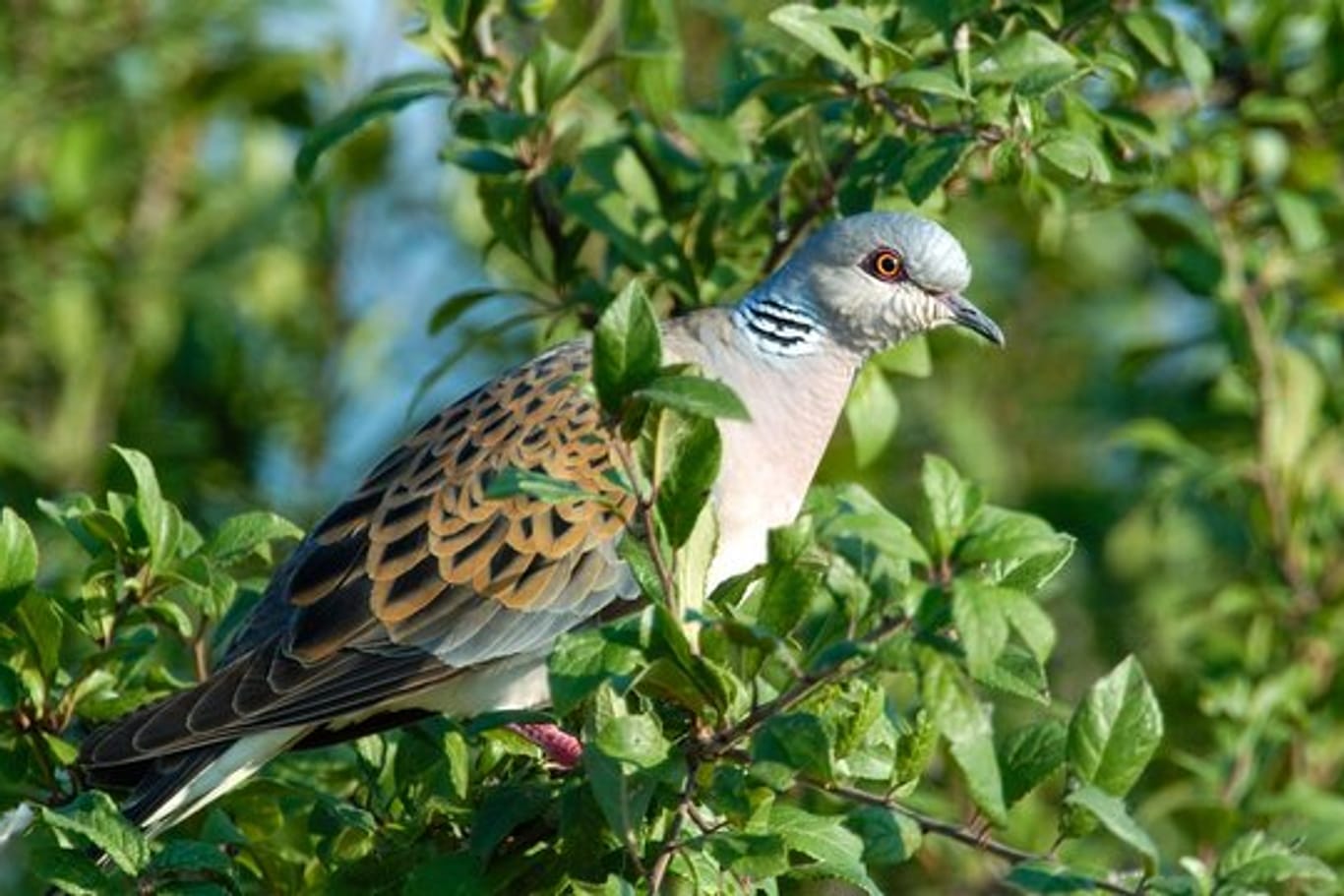 Die Turteltaube ist "Vogel des Jahres 2020".