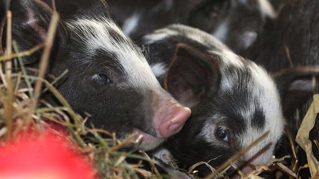 Die Ferkel liegen neben ihrer Mutter im Stroh und müssen erst mal groß werden.